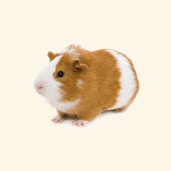 hamster